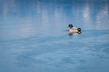 Nahaufnahme von Stockenten in Seen und Fl&uuml;ssen