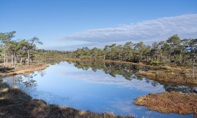 Seli, Estonia - May 04 2025: Symmetrical Mire Hollow in Seli Raised Bog. Reflections of Bonsai Pines, Blue Sky, and Clouds on Still Water on a Bright Spring Day in Protected Wetland Landscape