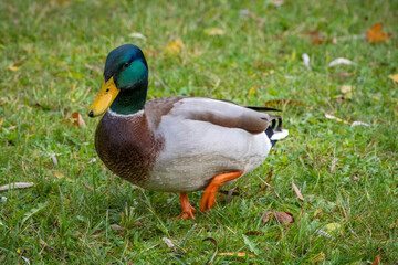 Nahaufnahme von Stockenten in Seen und Flüssen