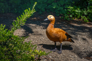 Nahaufnahme einer wunderschönen Tafelente