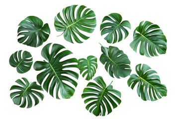Fototapeta premium Lush Green Monstera Deliciosa Leaves Isolated on White Background