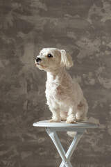 Small white dog sits gracefully on a stool against a textured gray background in a bright, minimalist setting