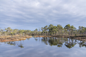 Seli, Estonia - May 04 2025: Symmetrical Mire Hollow in Seli Raised Bog. Reflections of Bonsai Pines, Blue Sky, and Clouds on Still Water on a Bright Spring Day in Protected Wetland Landscape