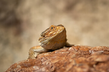 Bearded dragon basking on rocky surface in natural habitat showcasing its unique texture and colors during daylight