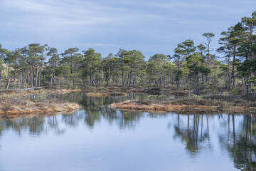 Seli, Estonia - May 04 2025: Symmetrical Mire Hollow in Seli Raised Bog. Reflections of Bonsai Pines, Blue Sky, and Clouds on Still Water on a Bright Spring Day in Protected Wetland Landscape