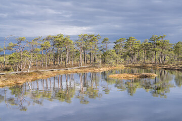 Seli, Estonia - May 04 2025: Symmetrical Mire Hollow in Seli Raised Bog. Reflections of Bonsai Pines, Blue Sky, and Clouds on Still Water on a Bright Spring Day in Protected Wetland Landscape