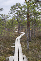 Seli, Estonia: May 04 2025: Typical bog landscape in nature reserve – floating peat moss mat, soft mossy ground, swamp hollow, poor bonsai pines, and bright blue sky with white clouds on a clear day.