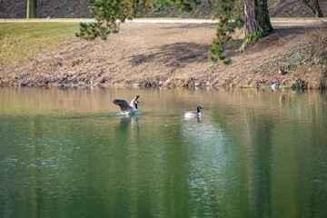Enten und Gänse am Bodensee