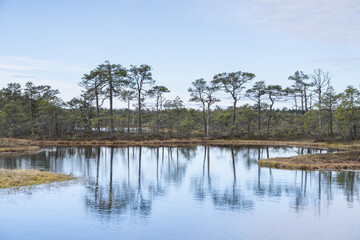 Seli, Estonia - May 04 2025: Symmetrical Mire Hollow in Konnu Suursoo Raised Bog. Reflections of Bonsai Pines, Blue Sky, and Clouds on Still Water on a Bright Spring Day in Protected Wetland Landscape