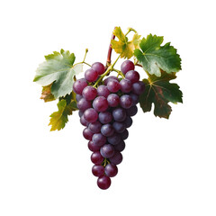 Fototapeta premium Fresh Purple Grapes on Vine with Green Leaves