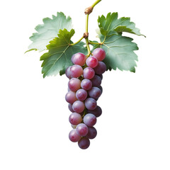 Fototapeta premium Fresh Purple Grapes with Green Leaves on Vine