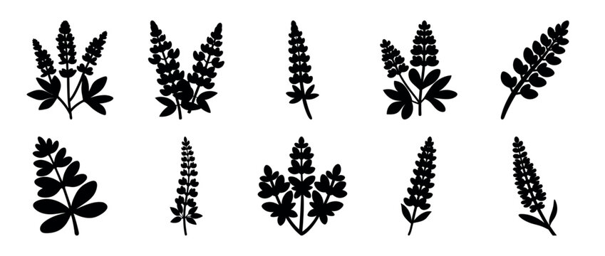 Collection of graphic black lupine flowers and foliage on a white backdrop