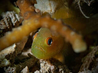 Highfin Blenny, Schwarzer Kammzähner (Atrosalarias fuscus)