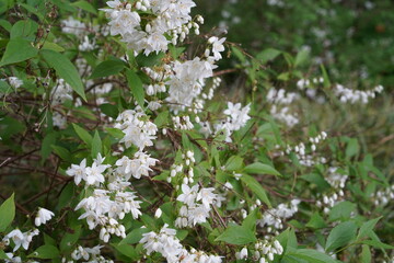 Blühende Zierliche Deutzie (Deutzia gracilis) im Frühling