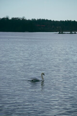 A swan swimming in the lake