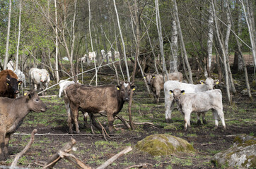 Mallavere, Estonia - May 05 2025: Beef cattle hidden in dense green bushes – rural livestock scene with cows grazing or resting in natural overgrown pasture, peaceful countryside farming environment.