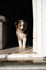 Miniature American Shepherd puppy at home. Blue merle with heterochromia. 2 months old playing with toys, ball