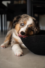 Miniature American Shepherd puppy at home. Blue merle with heterochromia. 2 months old playing with toys, ball