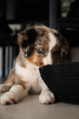 Miniature American Shepherd puppy at home. Blue merle with heterochromia. 2 months old playing with toys, ball