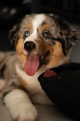 Miniature American Shepherd puppy at home. Blue merle with heterochromia. 2 months old playing with toys, ball