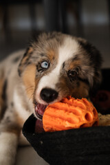 Miniature American Shepherd puppy at home. Blue merle with heterochromia. 2 months old playing with toys, ball