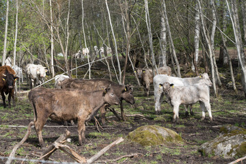 Mallavere, Estonia - May 05 2025: Beef cattle hidden in dense green bushes – rural livestock scene with cows grazing or resting in natural overgrown pasture, peaceful countryside farming environment.