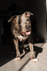 American Pit bull Terrier at home. Blue nose