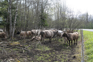 Mallavere, Estonia - May 05 2025: Beef cattle hidden in dense green bushes – rural livestock scene with cows grazing or resting in natural overgrown pasture, peaceful countryside farming environment.