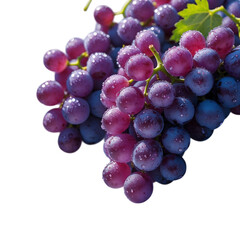 Fototapeta premium Fresh Purple Grapes with Dew Drops on Bunch