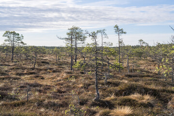 Seli, Estonia: May 04 2025: Typical bog landscape in nature reserve – floating peat moss mat, soft mossy ground, swamp hollow, poor bonsai pines, and bright blue sky with white clouds on a clear day.