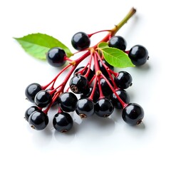 black and red currants