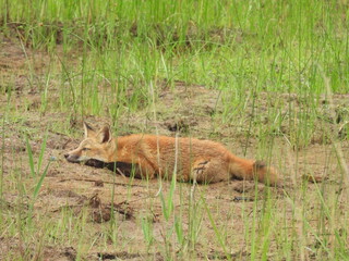 A young red fox, kit, living within the wetlands of the Bombay Hook National Wildlife Refuge, Kent...