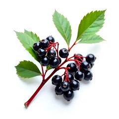 black currant with leaves isolated