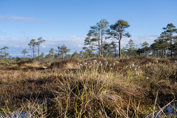 Seli, Estonia: May 04 2025: Typical bog landscape in nature reserve – floating peat moss mat, soft mossy ground, swamp hollow, poor bonsai pines, and bright blue sky with white clouds on a clear day.