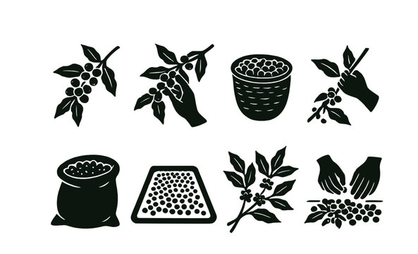 Coffee harvest icons set – berries, hands, basket, branches, bag, drying, sorting, processing. Vector icons set