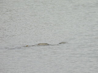 Carp spawning within the wetland waters of the Bombay Hook National Wildlife Refuge, Kent County,...