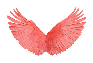 Obraz premium Pink feathered angel wings with outstretched symmetry, cut out - stock png.