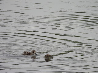 A baby, willet chick, swimming dangerously close to snapping turtle. Bombay Hook National Wildlife...