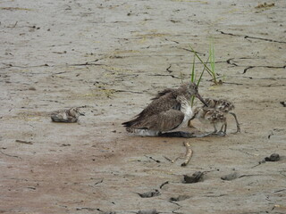 A mother willet encourages her baby chicks to take cover underneath her wings to protect them from...