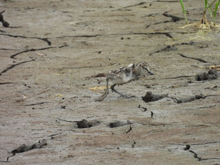 A baby willet chick makes it way across the muddy, cracked, wetland ground, needing a place to hide from danger. Bombay Hook National Wildlife Refuge, Kent County, Delaware.