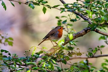 Rotkehlchen im Frühling