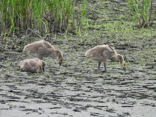 Juvenile, Canadian geese, living within the wetlands of the Bombay Hook National Wildlife Refuge,...