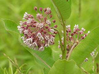 Milkweed plant bloomed within the wetlands of the Bombay Hook National Wildlife Refuge, Kent...