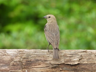 A female, brown-headed cowbird, enjoying life within the Bombay Hook National Wildlife Refuge, Kent...