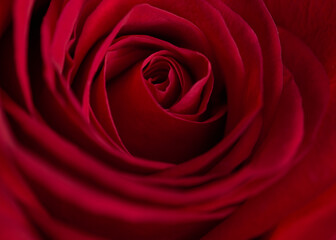 Macro image of centre of pink rose flower