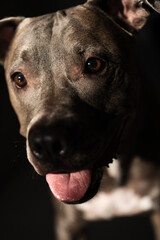 American Pit bull Terrier at home. Blue nose