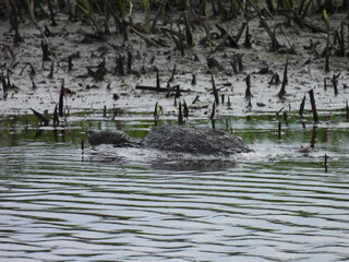 A common snapping turtle living within the wetland marshes of the Bombay Hook National Wildlife...