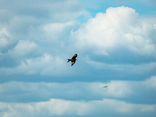 Roter Milan in der Luft