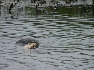 A hungry snapping turtle swimming with a large fish in its jaws. Bombay Hook National Wildlife...