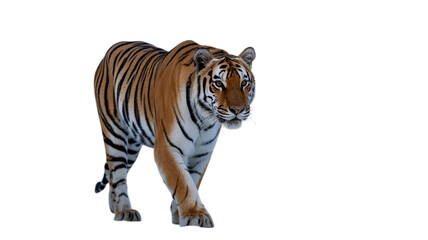 Obraz premium Bengal Tiger isolated on transparent background